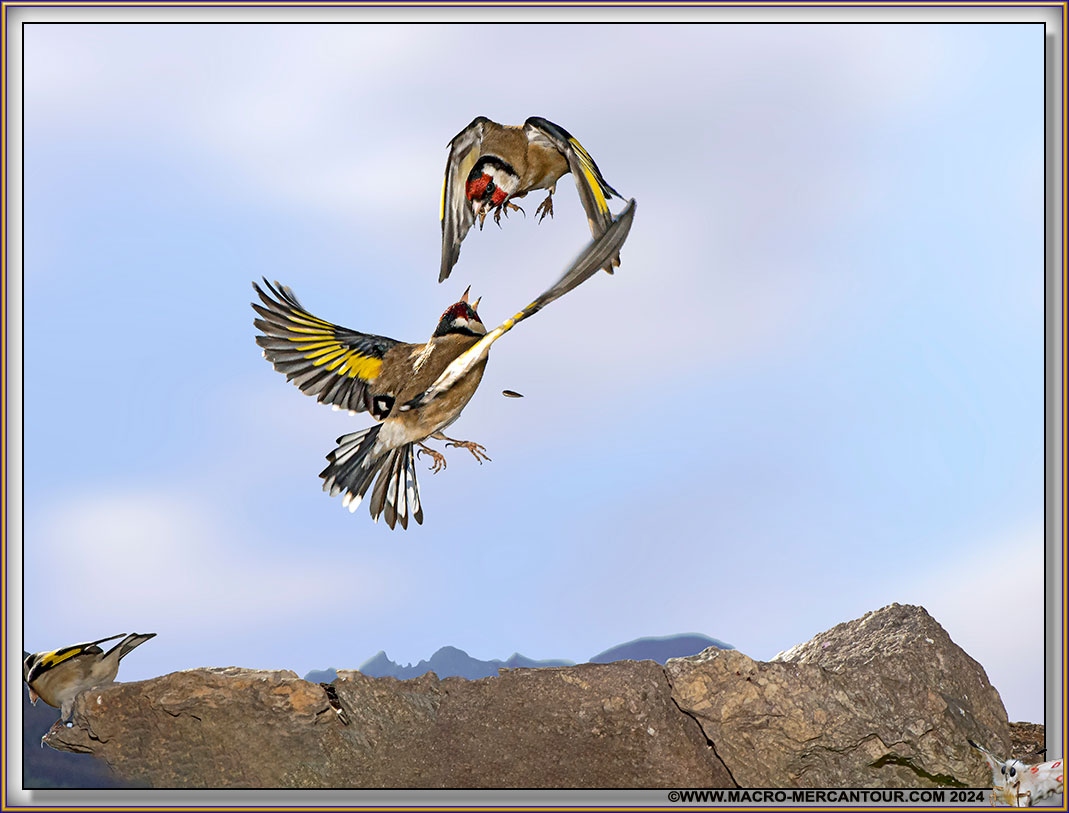 Chardonneret élégant